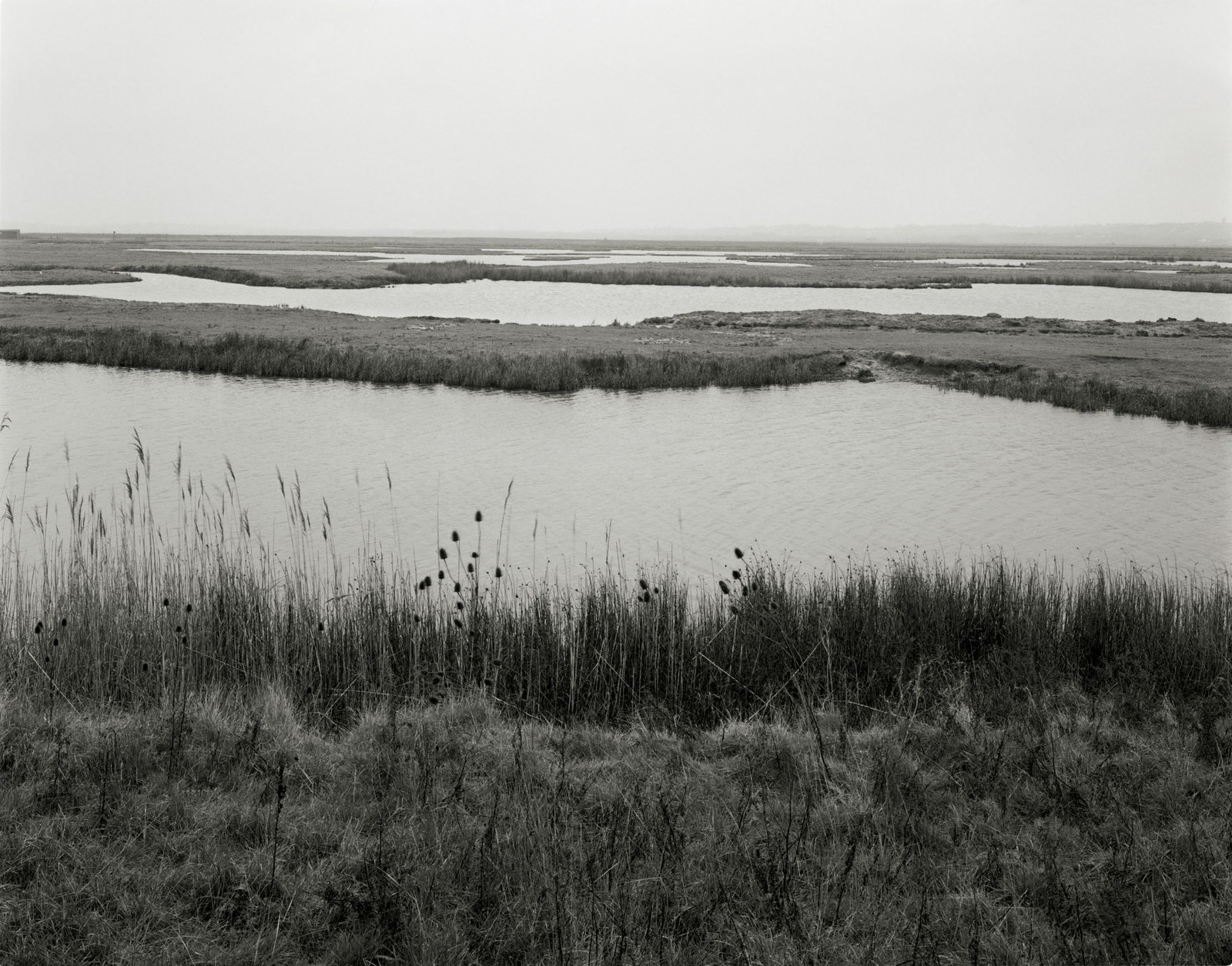 The marsh at first light