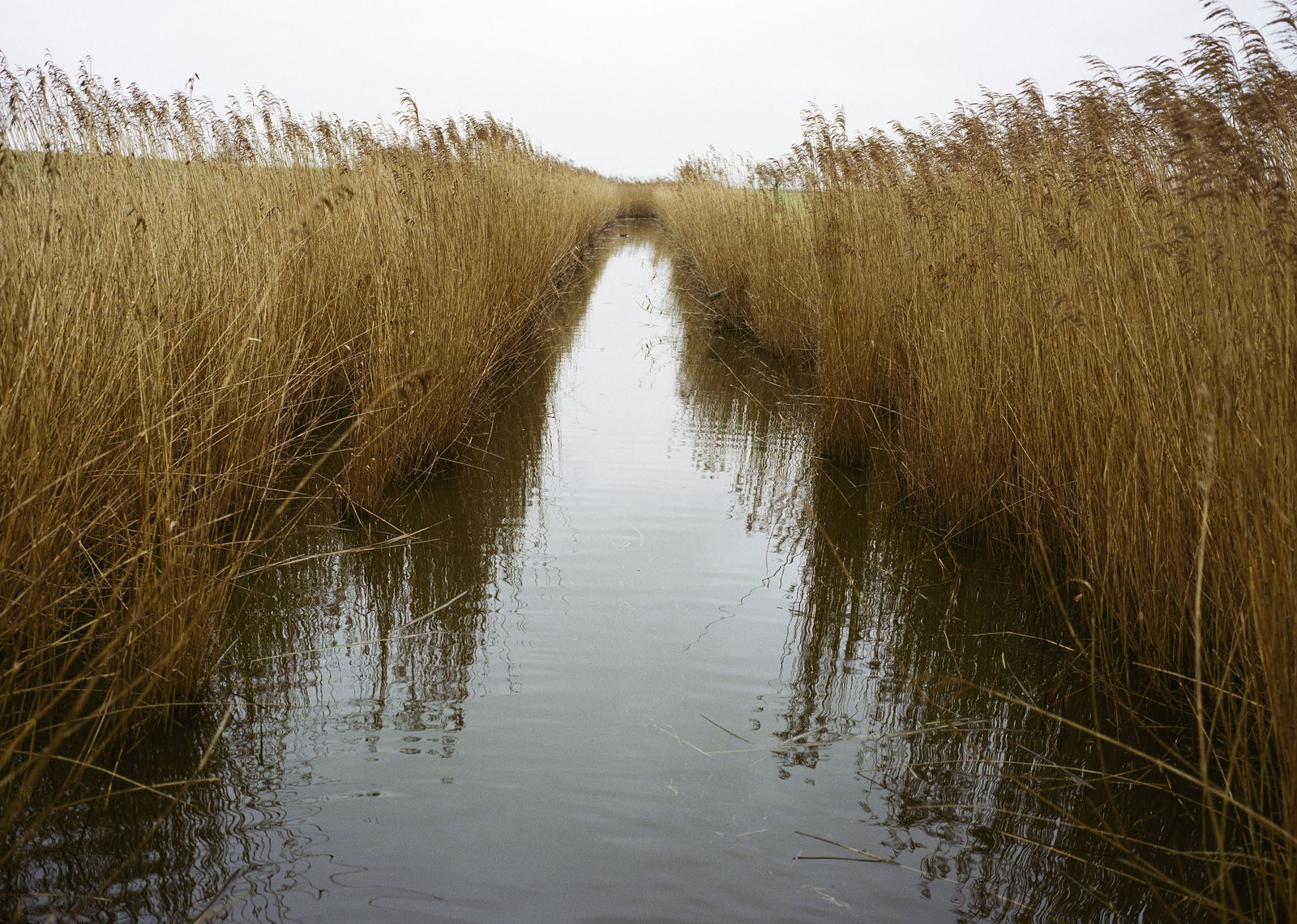 A channel cut through tall reeds