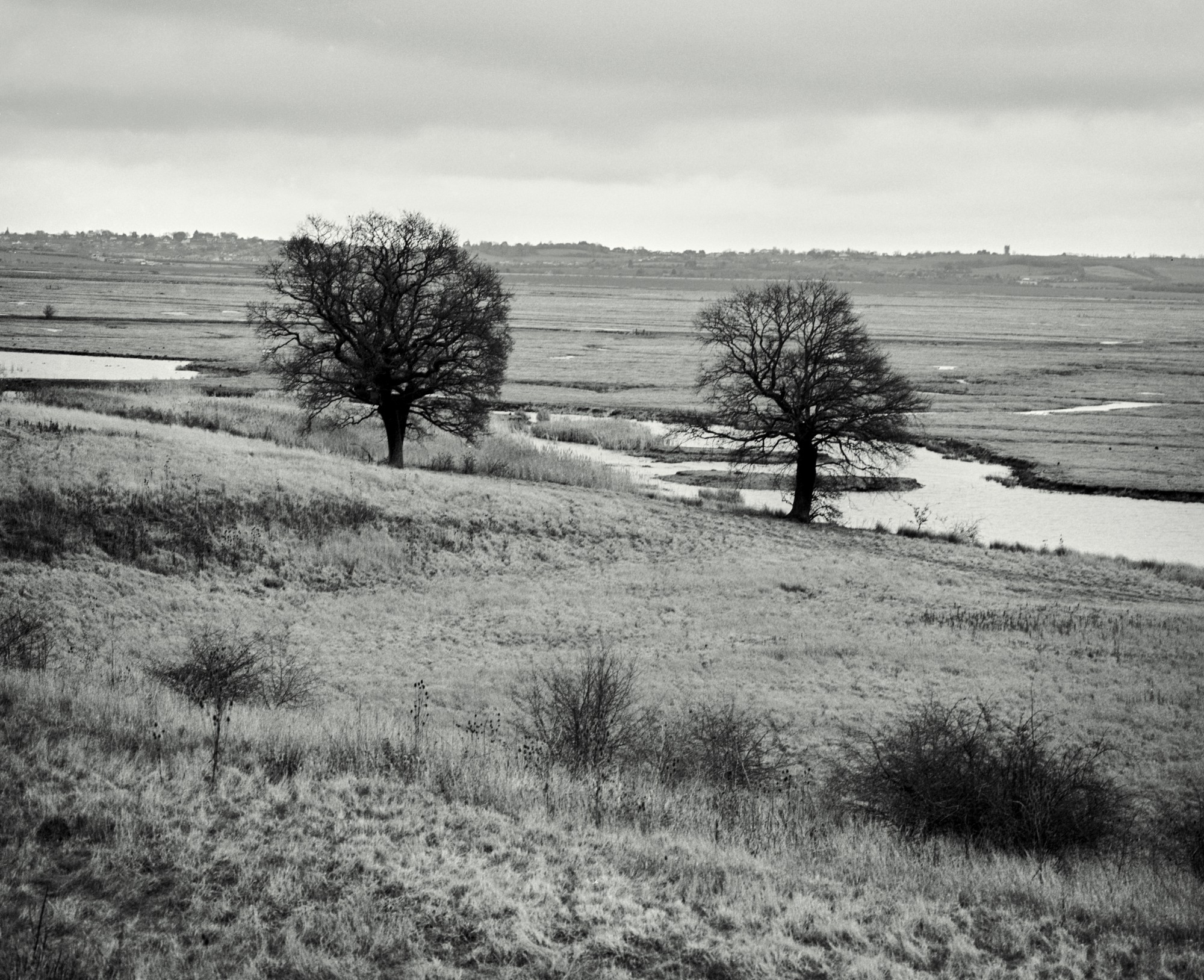 Two trees beside a bend in the water